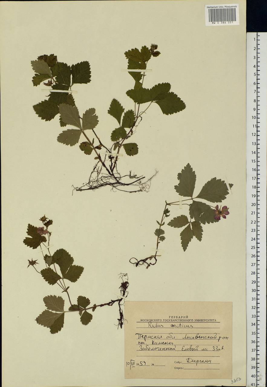 Rubus arcticus L., Eastern Europe, Eastern region (E10) (Russia)