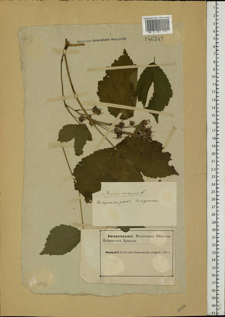 Rubus caesius L., Eastern Europe, Northern region (E1) (Russia)