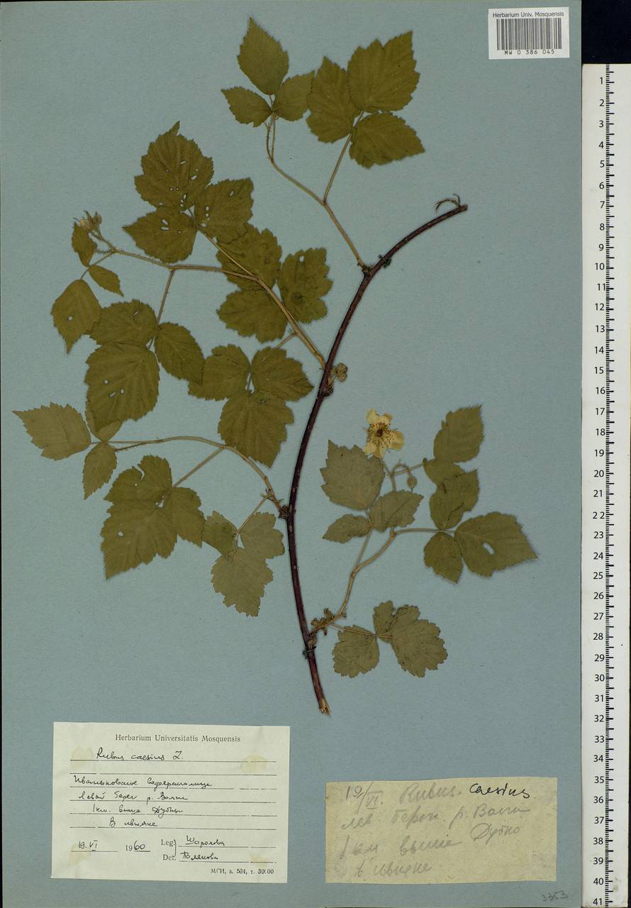 Rubus caesius L., Eastern Europe, North-Western region (E2) (Russia)