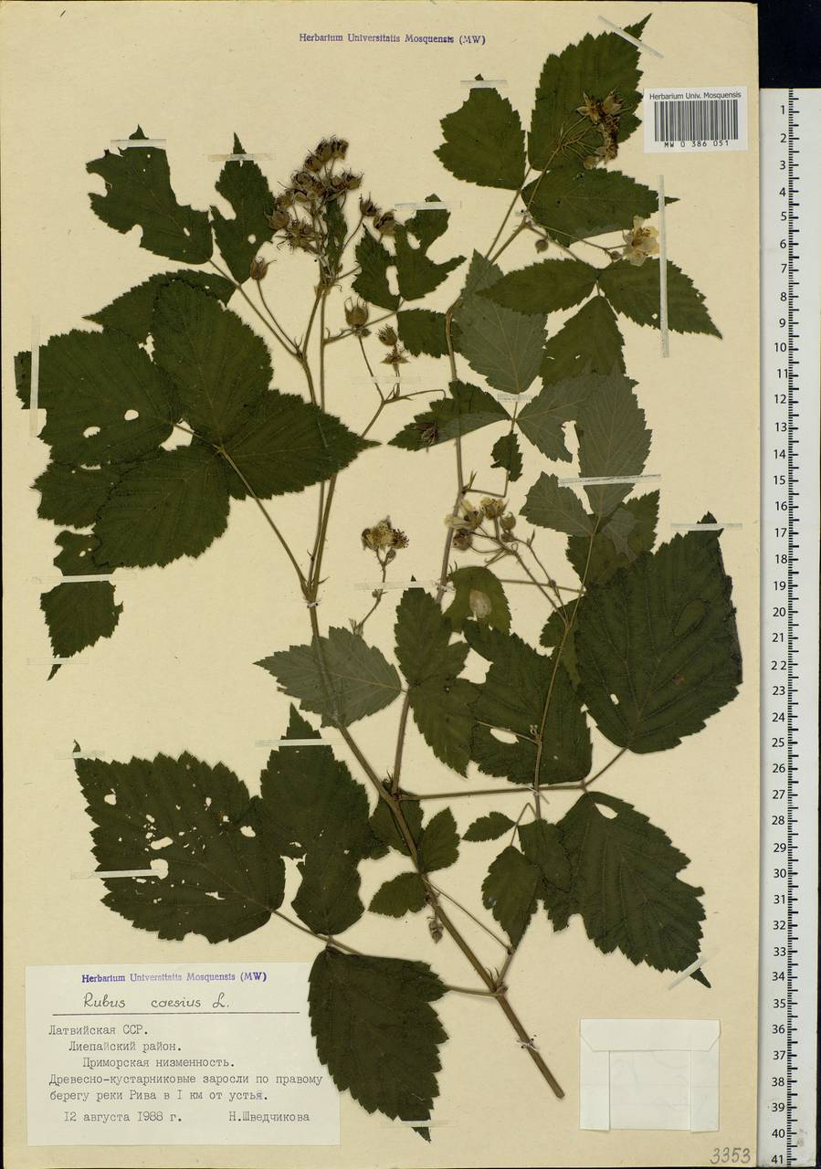 Rubus caesius L., Eastern Europe, Latvia (E2b) (Latvia)
