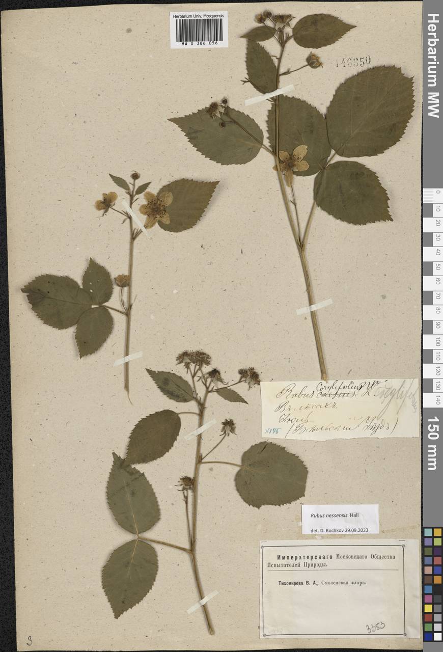 Rubus nessensis Hall, Eastern Europe, North-Western region (E2) (Russia)