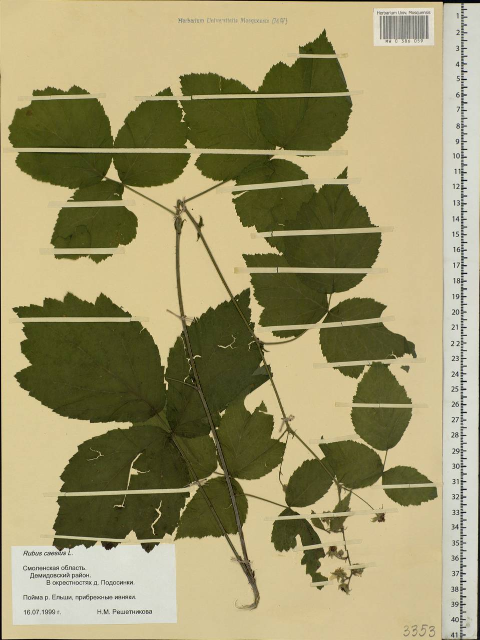 Rubus caesius L., Eastern Europe, Western region (E3) (Russia)