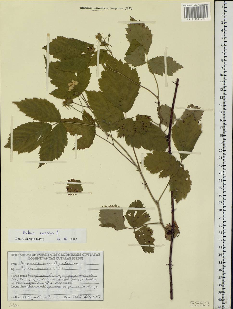 Rubus caesius L., Eastern Europe, Belarus (E3a) (Belarus)