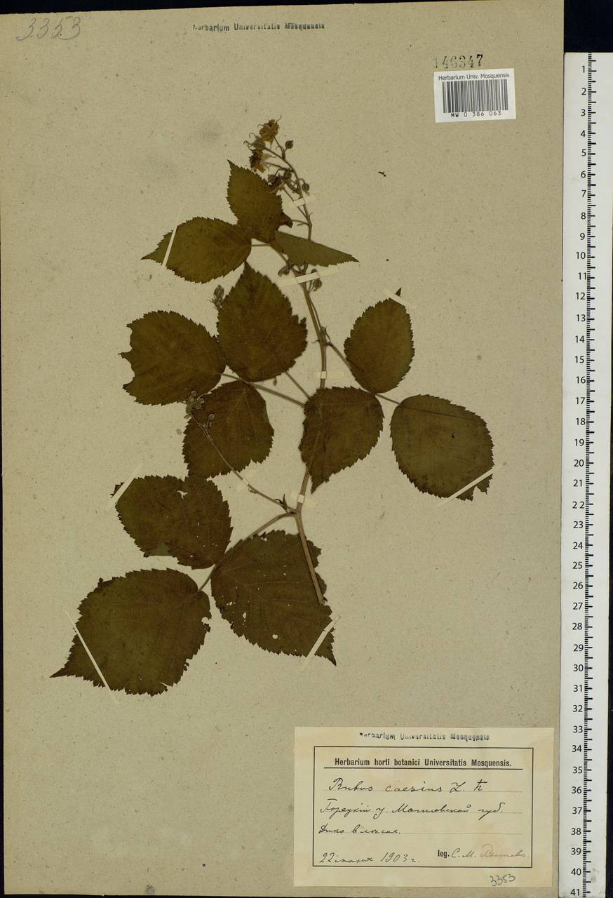 Rubus caesius L., Eastern Europe, Belarus (E3a) (Belarus)