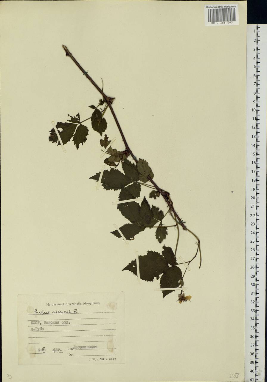 Rubus caesius L., Eastern Europe, Belarus (E3a) (Belarus)