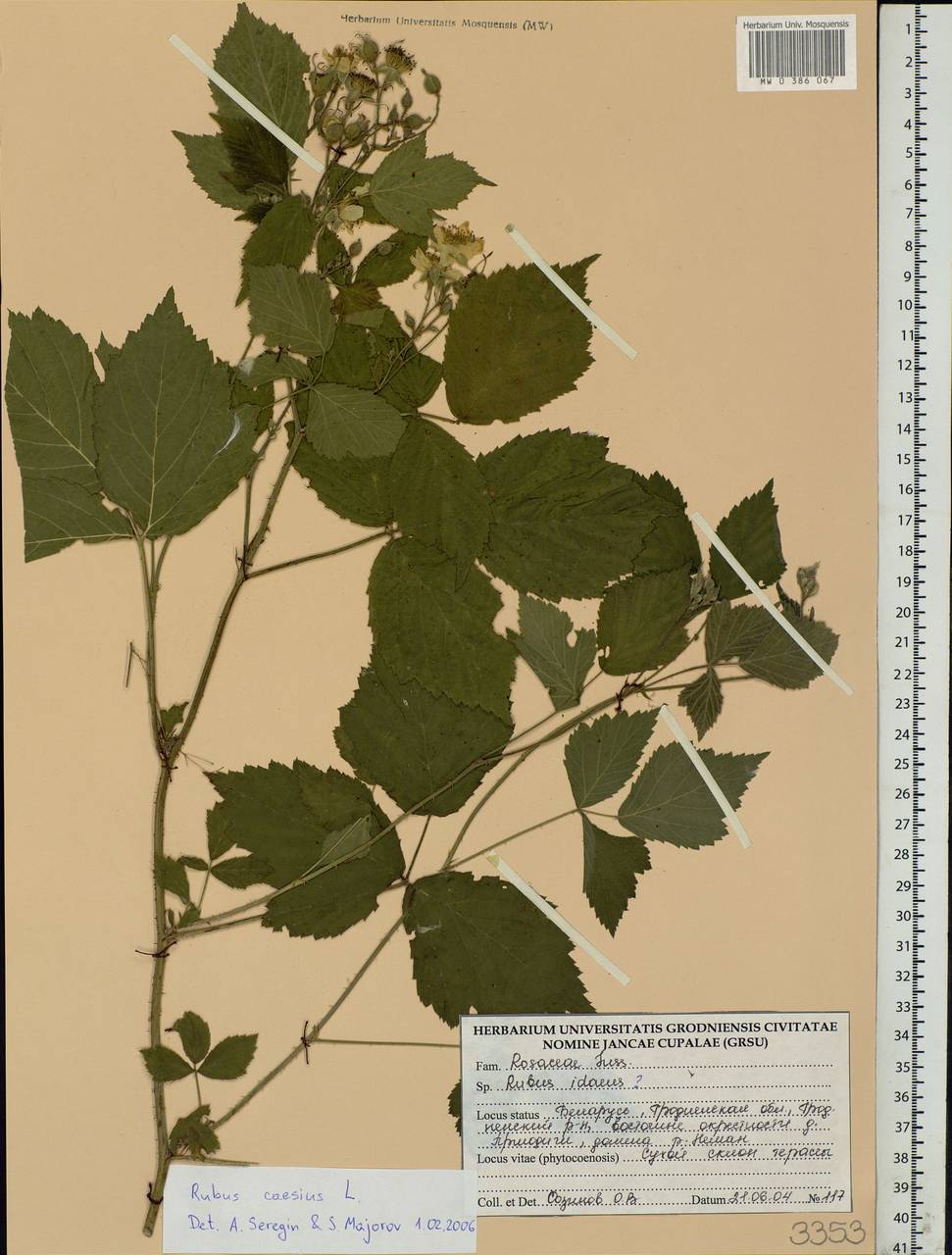 Rubus caesius L., Eastern Europe, Belarus (E3a) (Belarus)