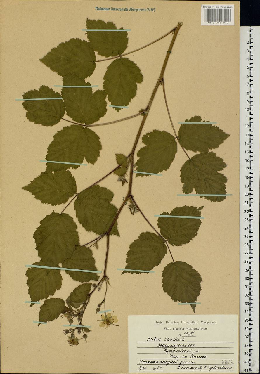 Rubus caesius L., Eastern Europe, Central region (E4) (Russia)