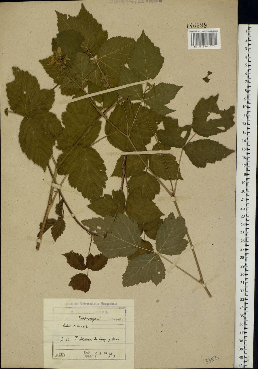 Rubus caesius L., Eastern Europe, Central region (E4) (Russia)