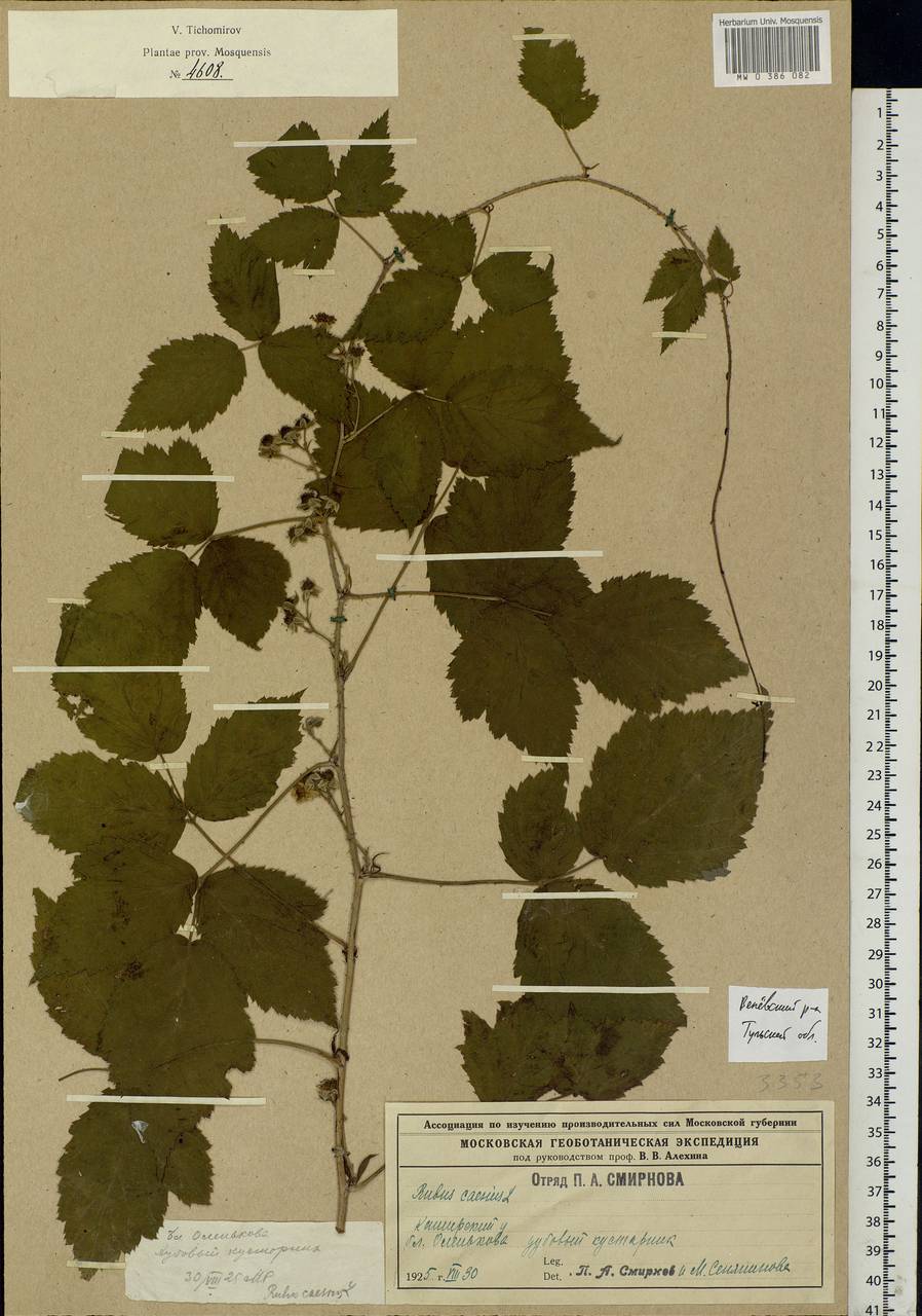 Rubus caesius L., Eastern Europe, Central region (E4) (Russia)
