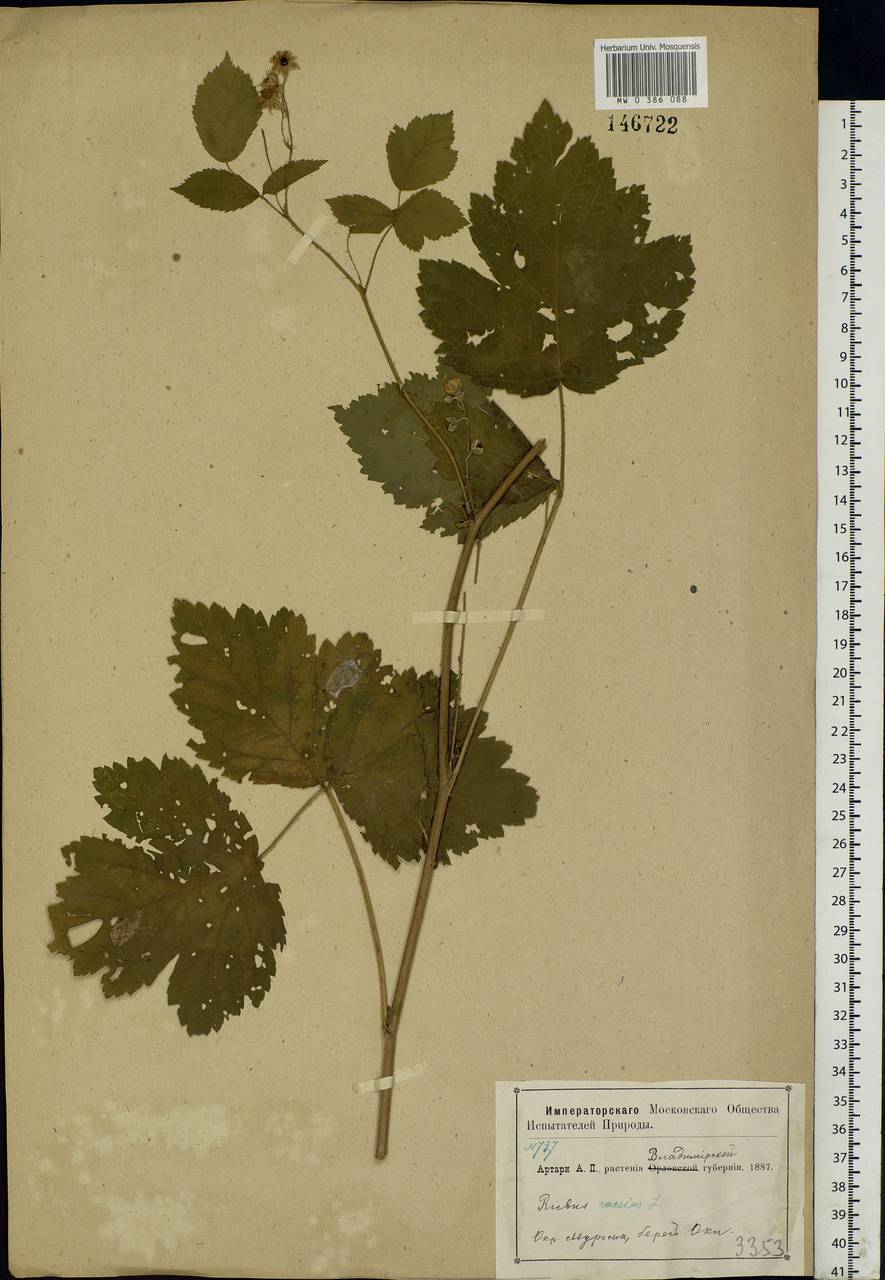 Rubus caesius L., Eastern Europe, Central region (E4) (Russia)