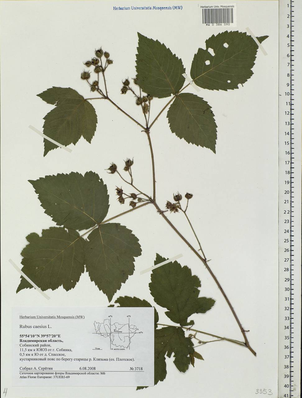Rubus caesius L., Eastern Europe, Central region (E4) (Russia)
