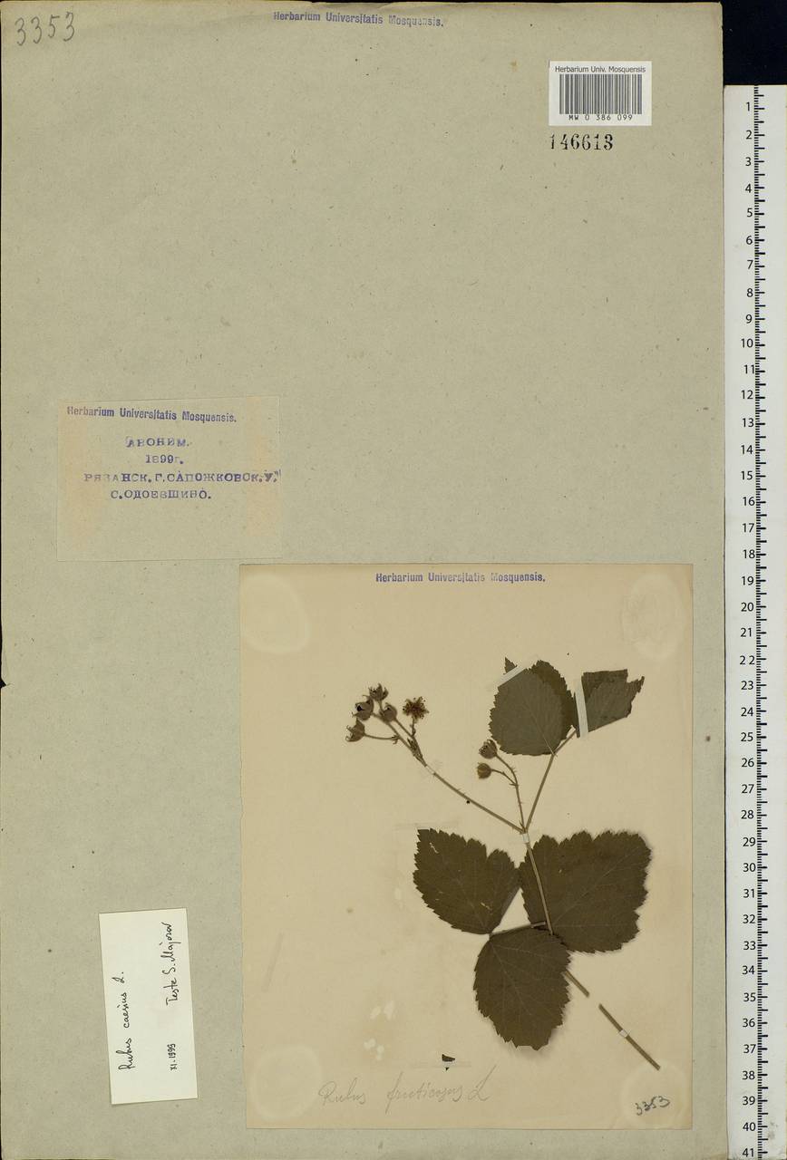 Rubus caesius L., Eastern Europe, Central region (E4) (Russia)