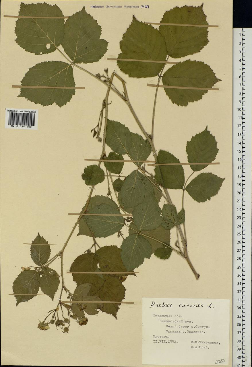Rubus caesius L., Eastern Europe, Central region (E4) (Russia)