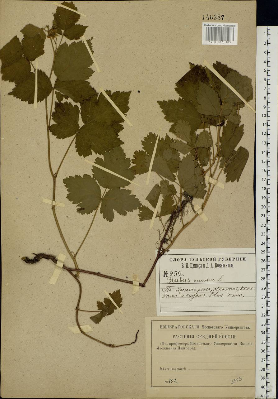 Rubus caesius L., Eastern Europe, Central region (E4) (Russia)