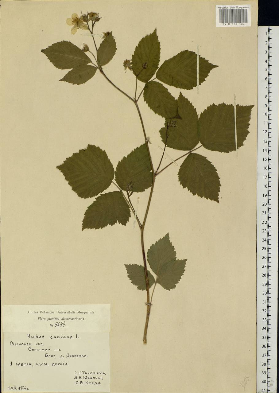 Rubus caesius L., Eastern Europe, Central region (E4) (Russia)