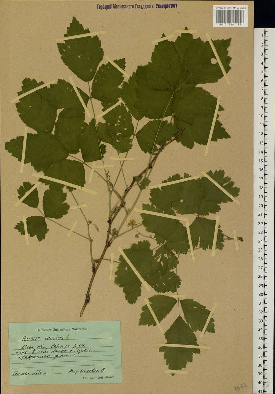 Rubus caesius L., Eastern Europe, Moscow region (E4a) (Russia)