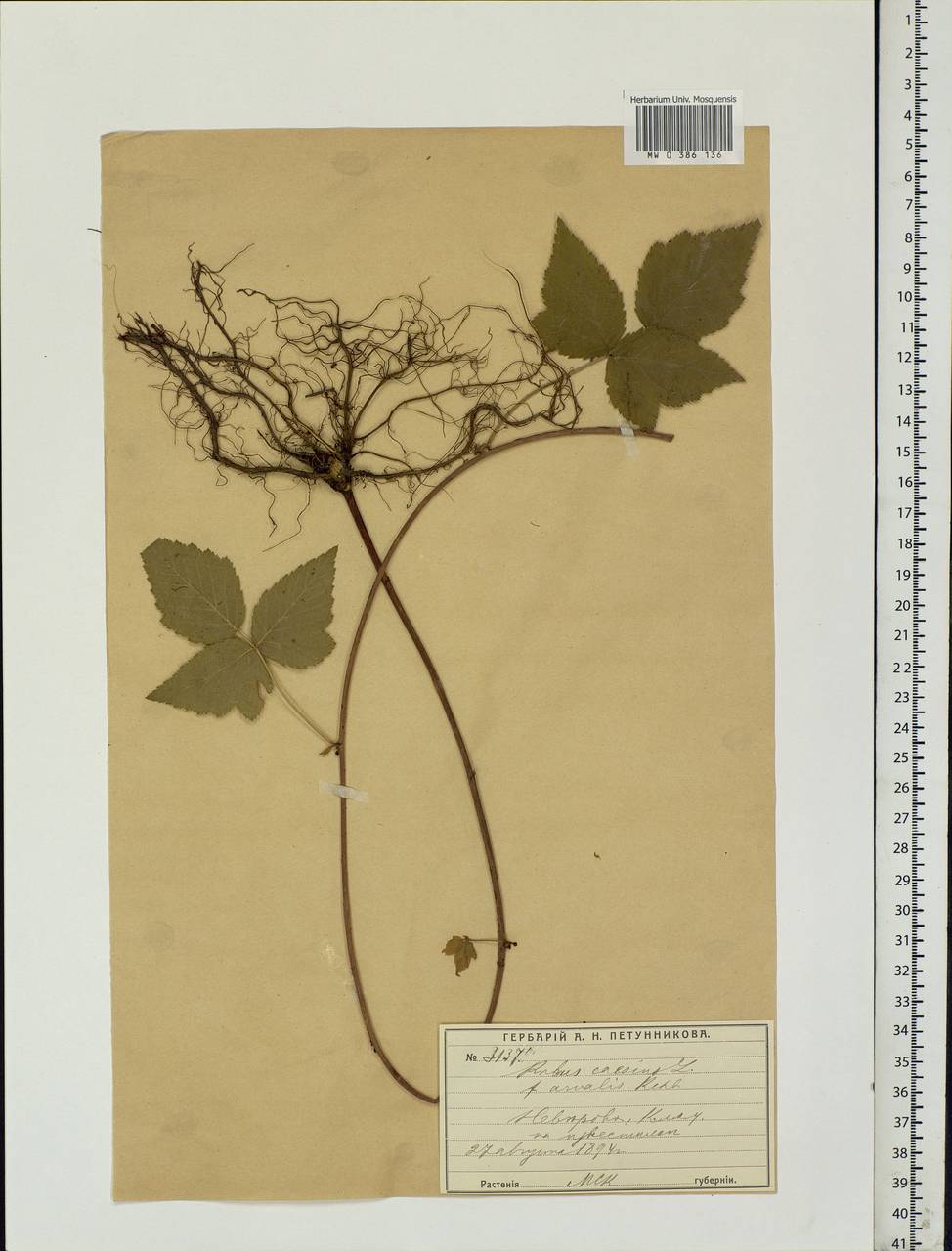 Rubus caesius L., Eastern Europe, Moscow region (E4a) (Russia)
