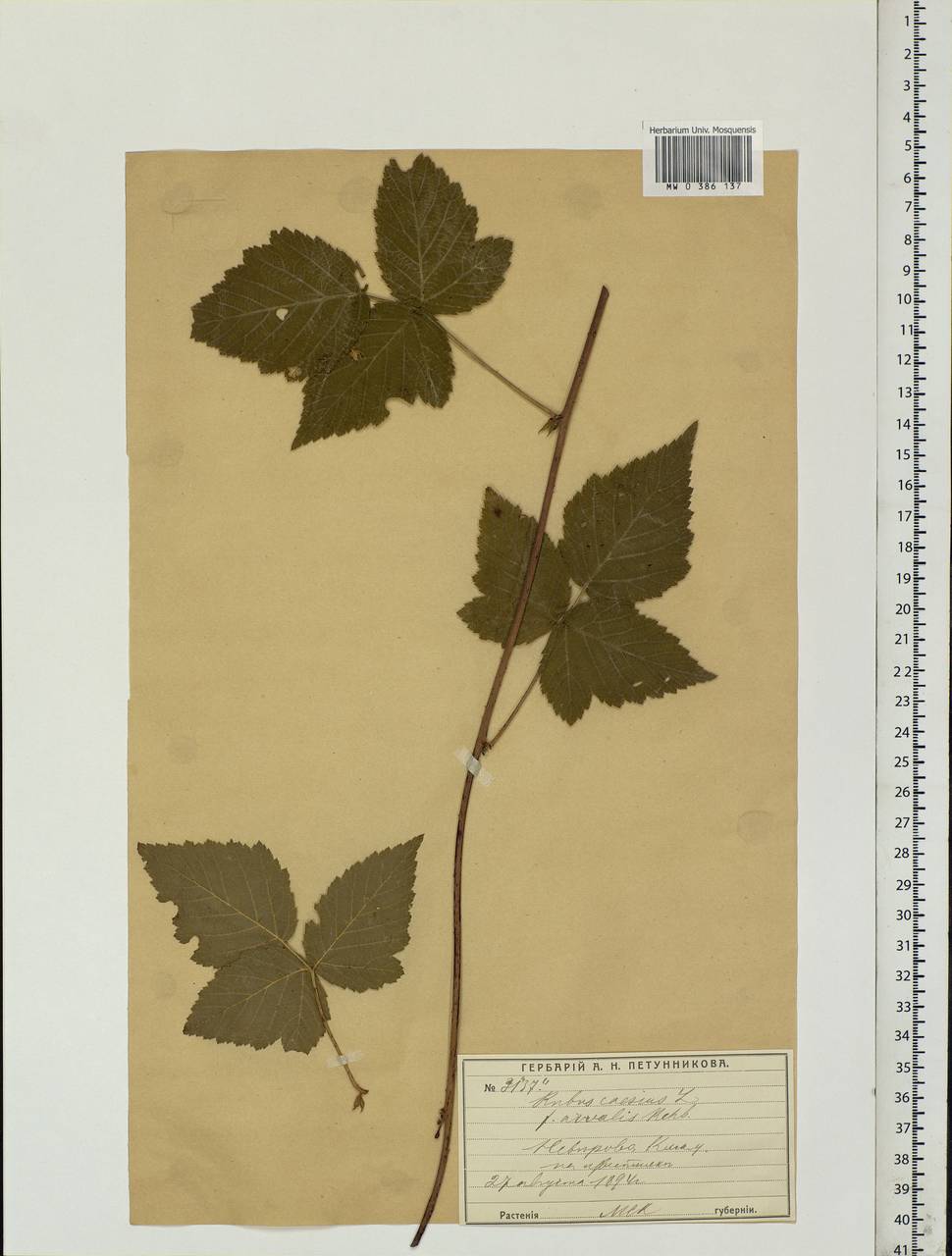 Rubus caesius L., Eastern Europe, Moscow region (E4a) (Russia)