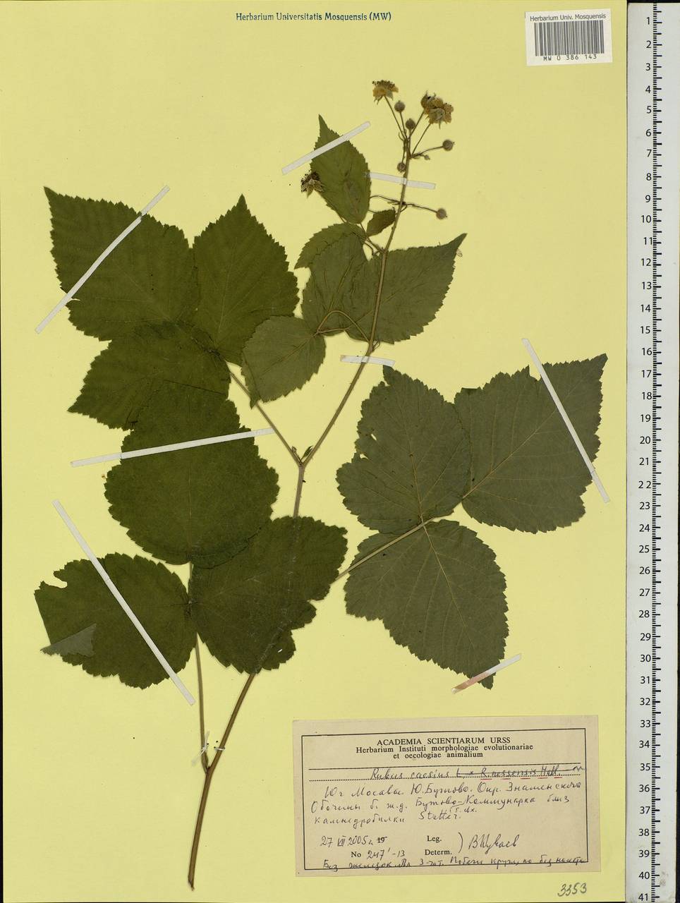 Rubus caesius L., Eastern Europe, Moscow region (E4a) (Russia)