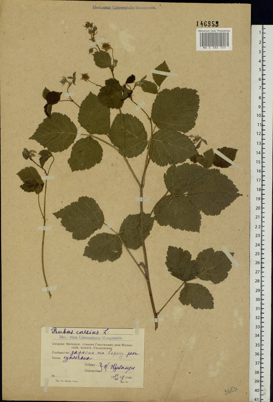 Rubus caesius L., Eastern Europe, Moscow region (E4a) (Russia)