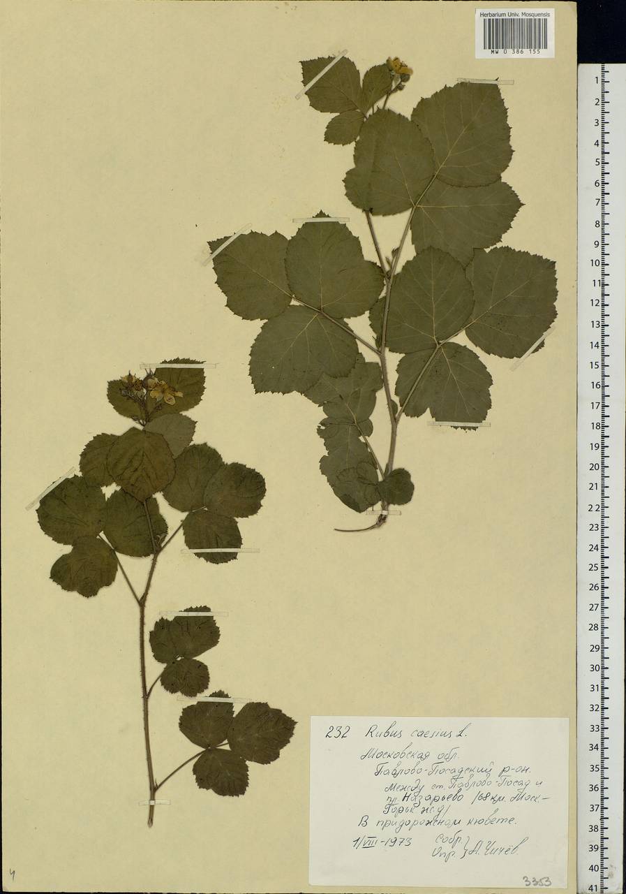 Rubus caesius L., Eastern Europe, Moscow region (E4a) (Russia)