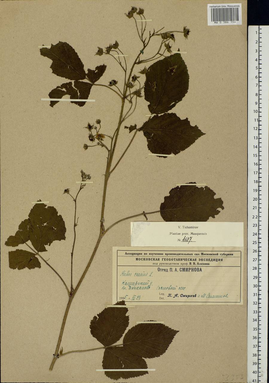 Rubus caesius L., Eastern Europe, Moscow region (E4a) (Russia)