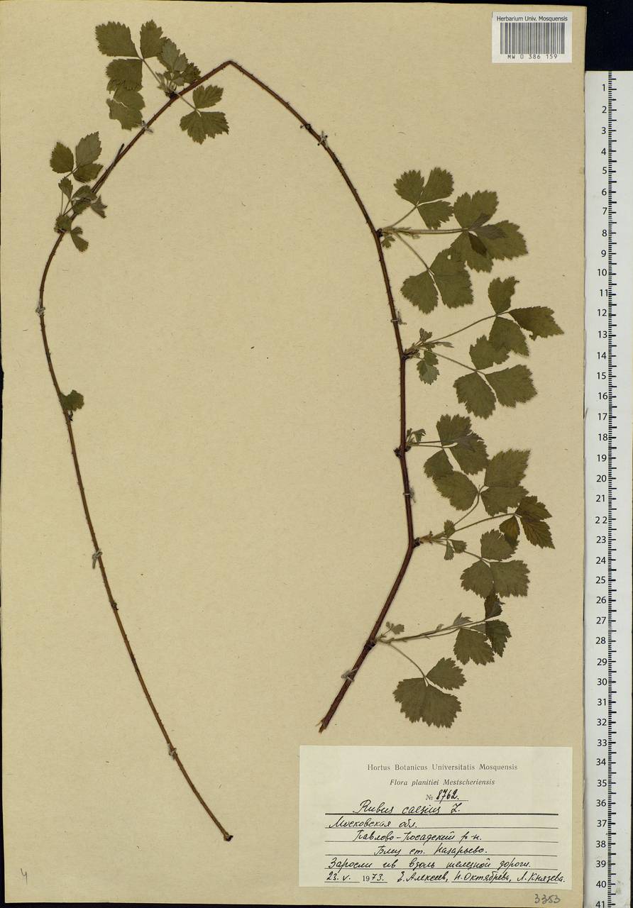 Rubus caesius L., Eastern Europe, Moscow region (E4a) (Russia)