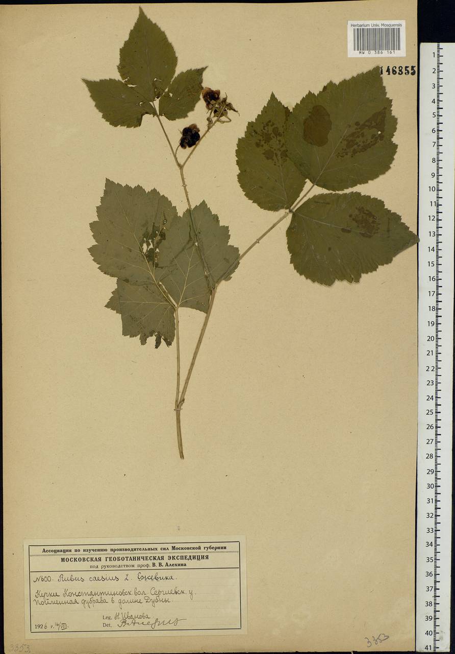 Rubus caesius L., Eastern Europe, Moscow region (E4a) (Russia)