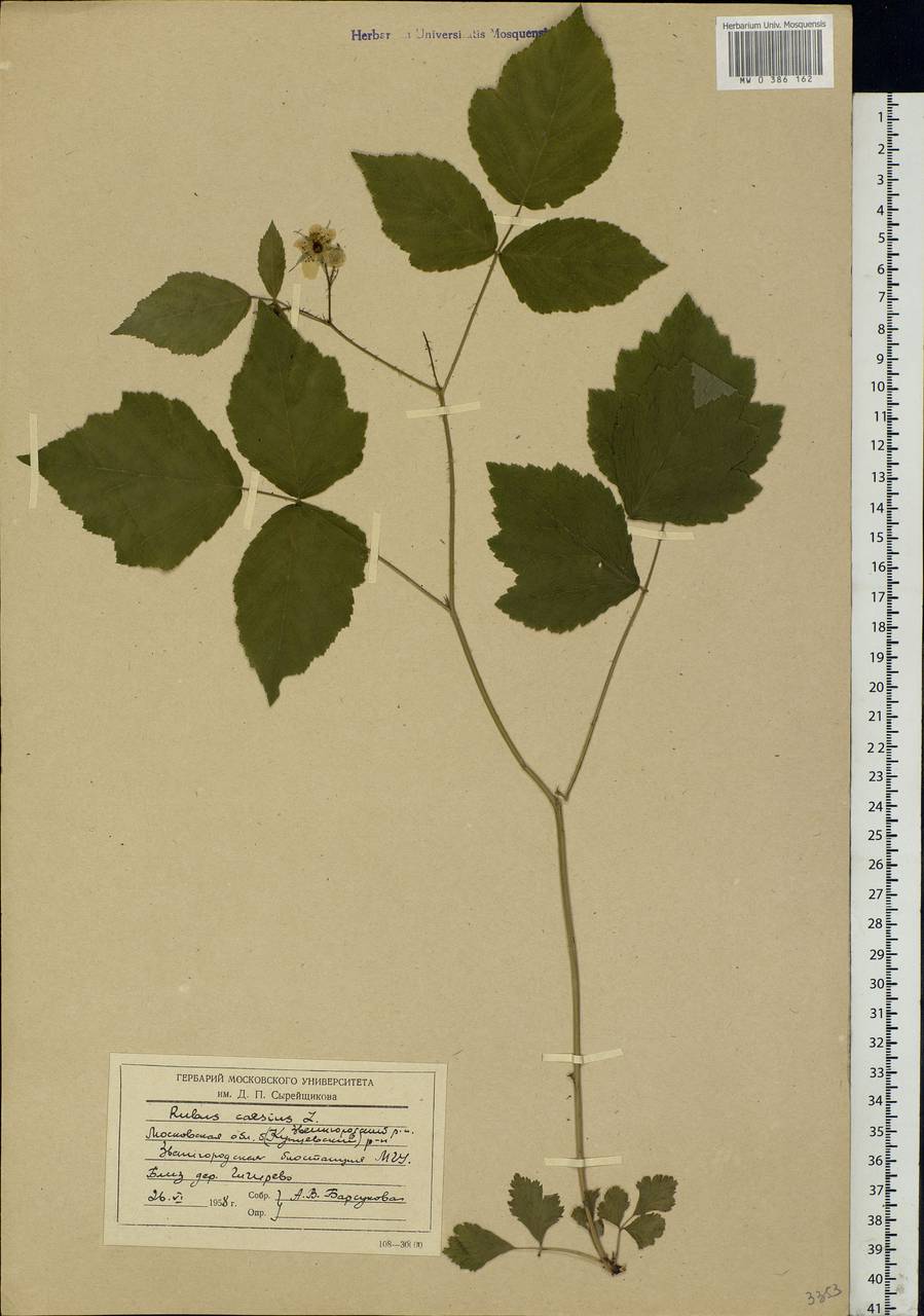 Rubus caesius L., Eastern Europe, Moscow region (E4a) (Russia)