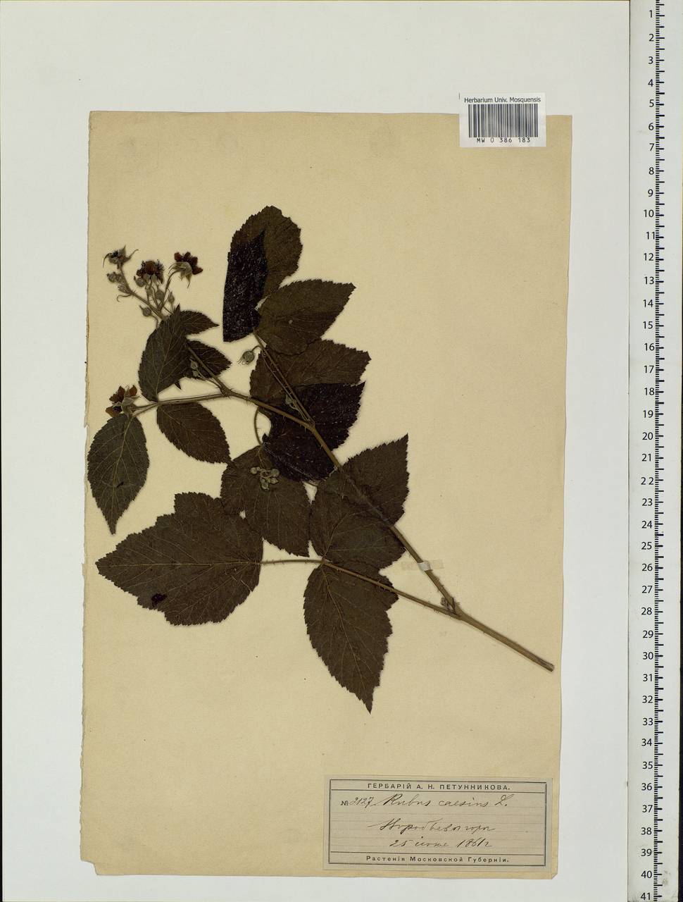 Rubus caesius L., Eastern Europe, Moscow region (E4a) (Russia)