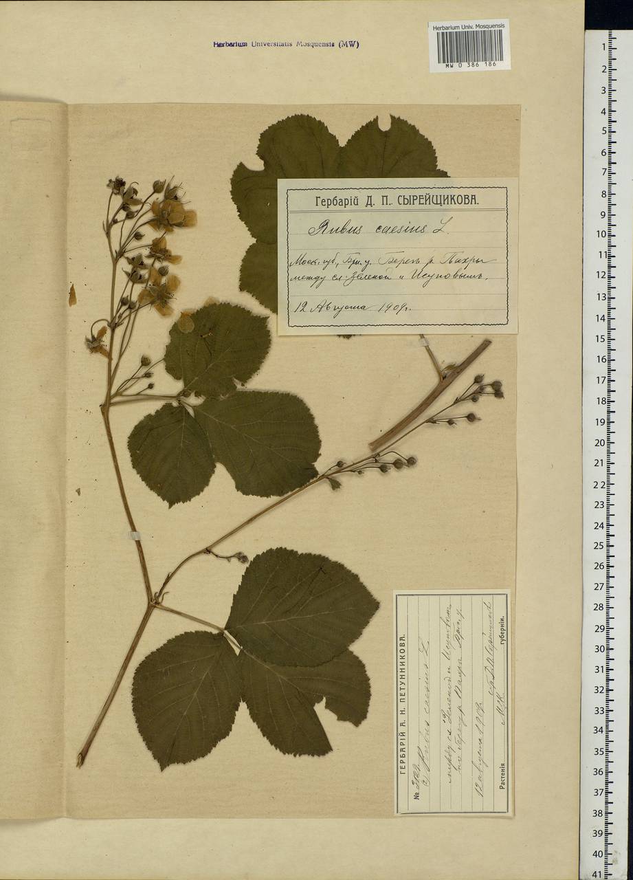 Rubus caesius L., Eastern Europe, Moscow region (E4a) (Russia)