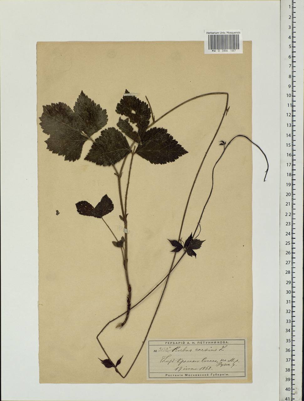 Rubus caesius L., Eastern Europe, Moscow region (E4a) (Russia)
