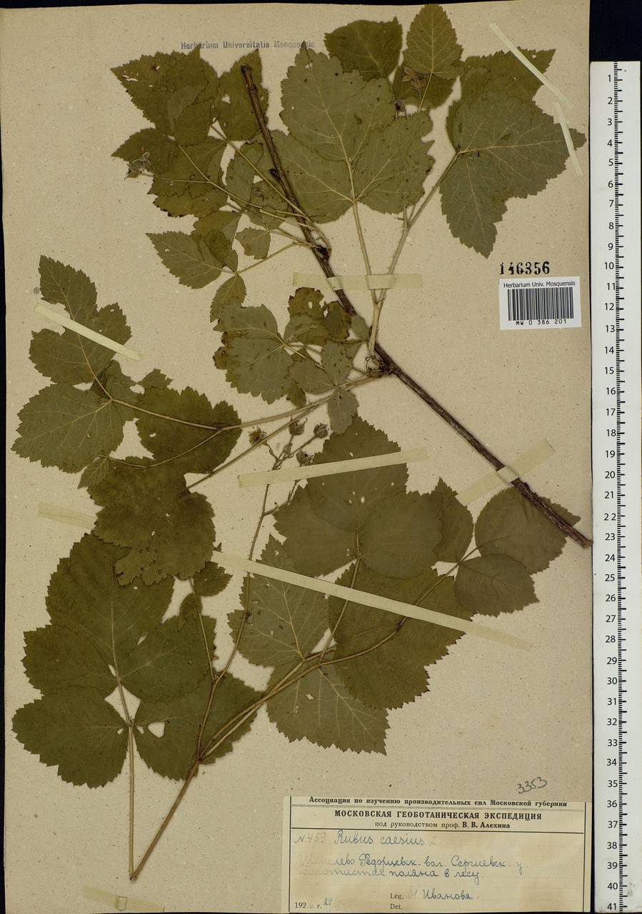 Rubus caesius L., Eastern Europe, Moscow region (E4a) (Russia)