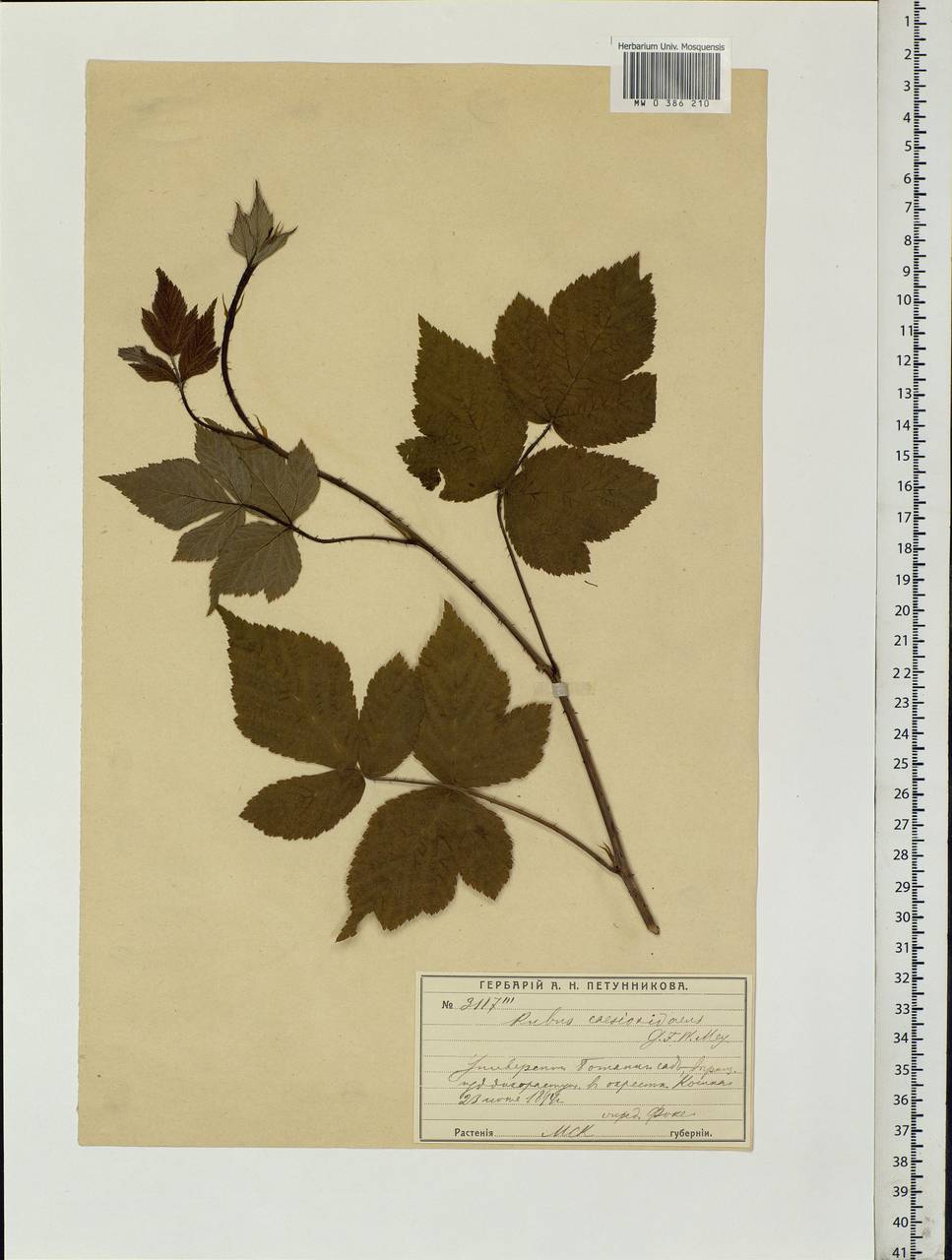 Rubus caesius L., Eastern Europe, Moscow region (E4a) (Russia)