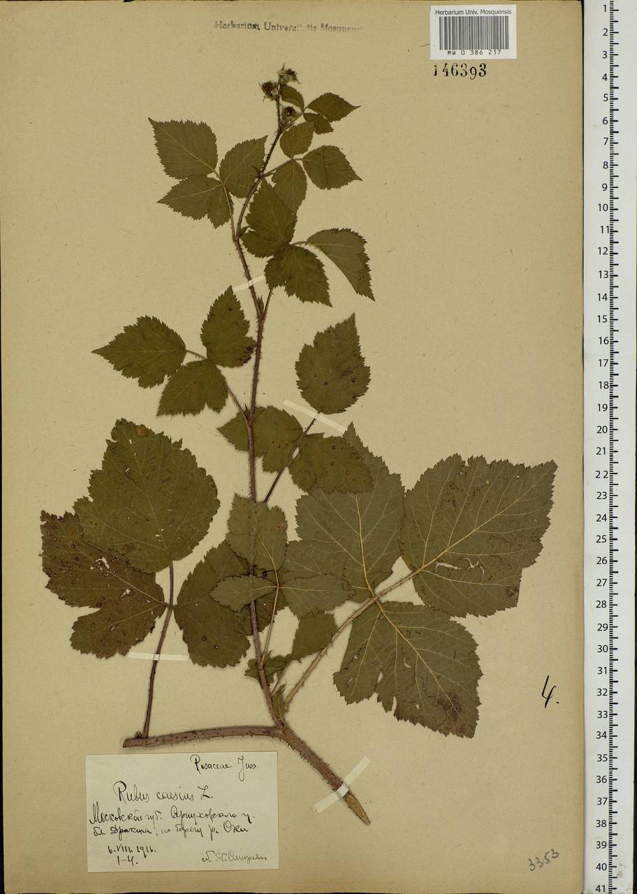 Rubus caesius L., Eastern Europe, Moscow region (E4a) (Russia)