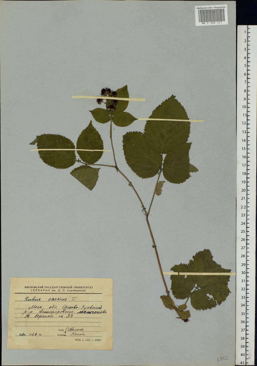 Rubus caesius L., Eastern Europe, Moscow region (E4a) (Russia)