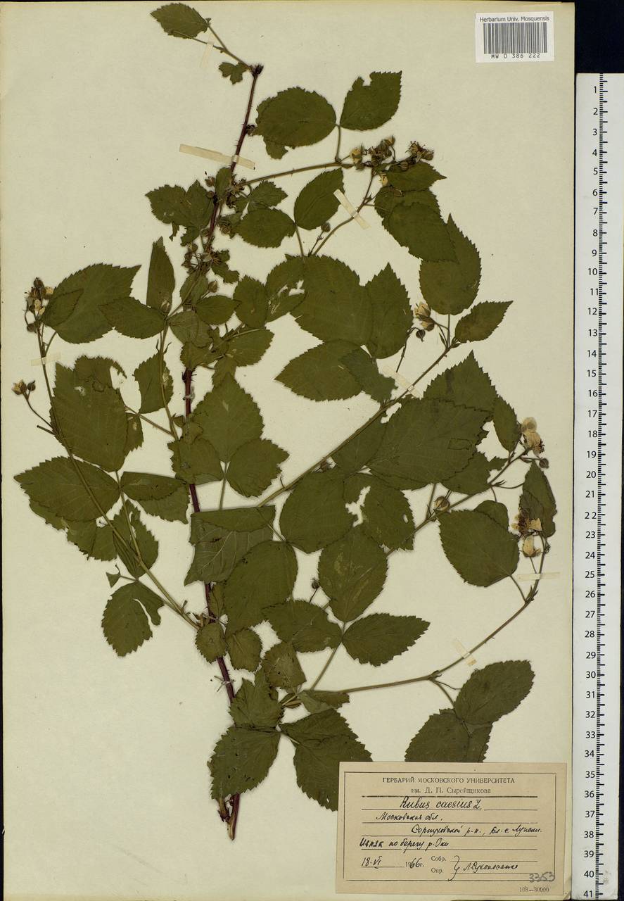 Rubus caesius L., Eastern Europe, Moscow region (E4a) (Russia)