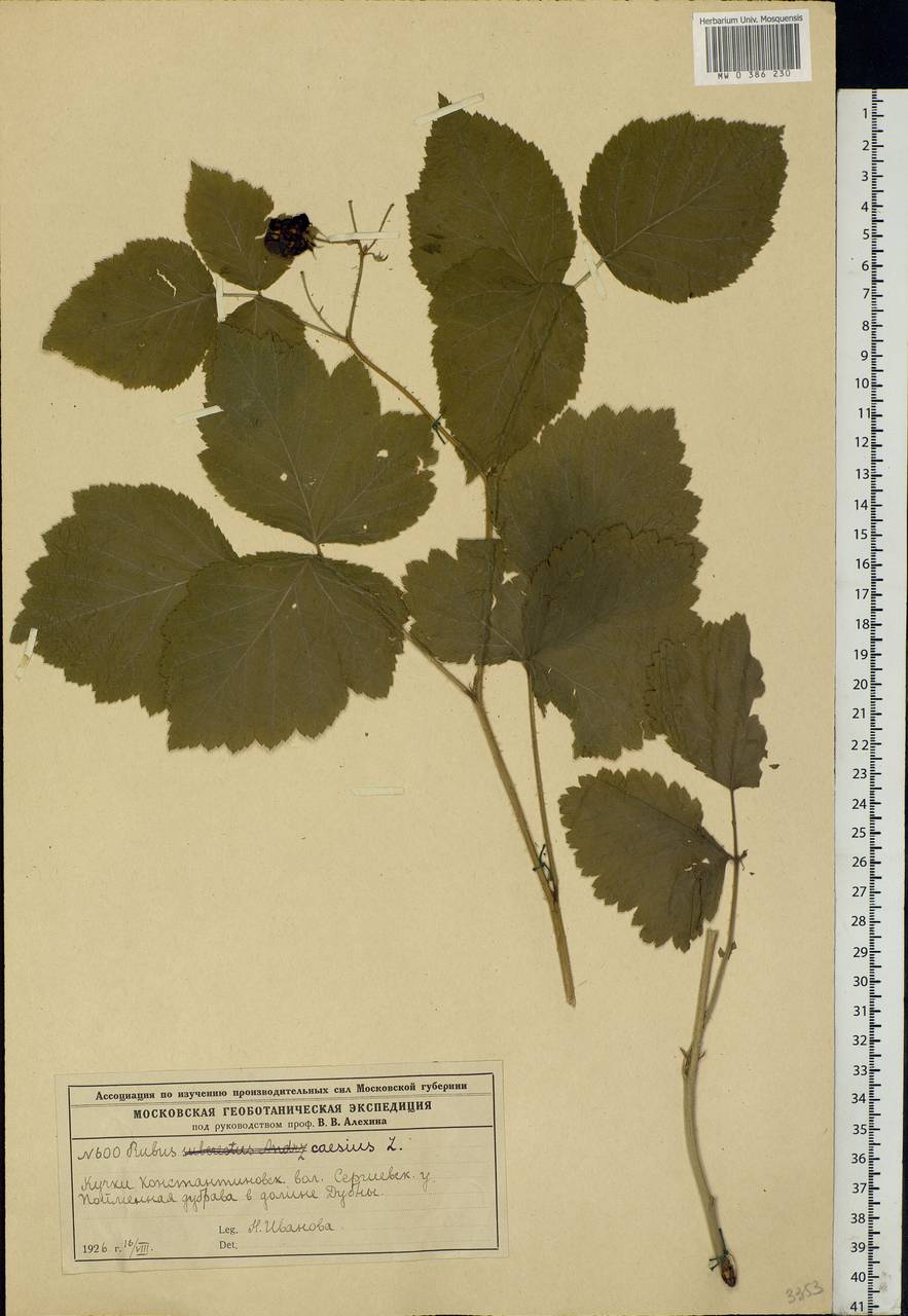 Rubus caesius L., Eastern Europe, Moscow region (E4a) (Russia)