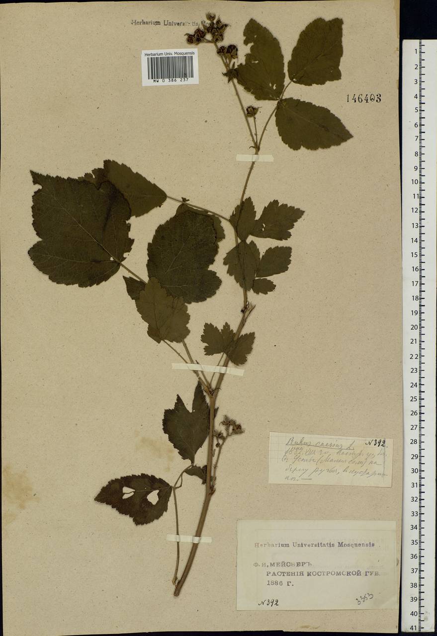 Rubus caesius L., Eastern Europe, Central forest region (E5) (Russia)