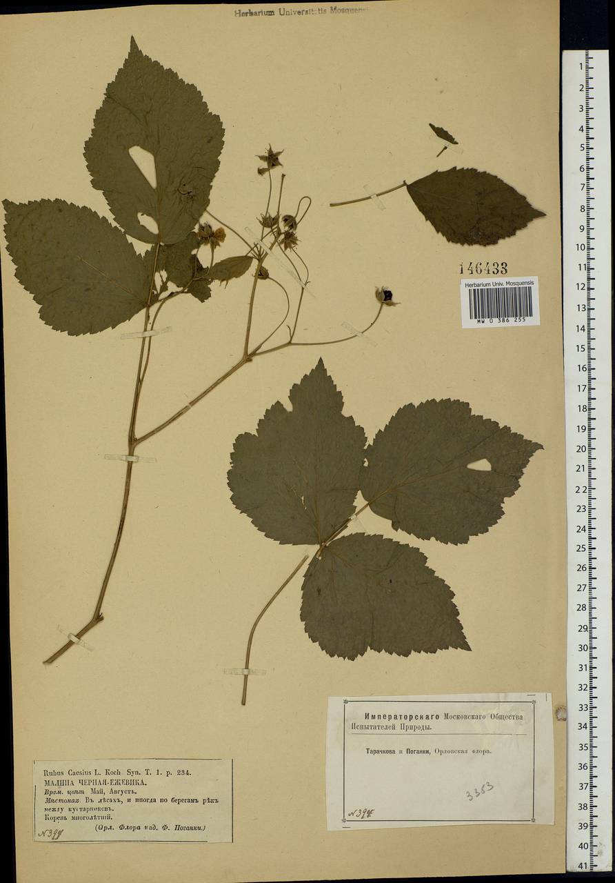 Rubus caesius L., Eastern Europe, Central forest-and-steppe region (E6) (Russia)