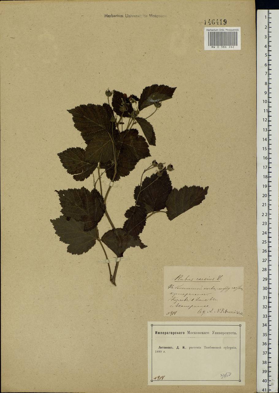 Rubus caesius L., Eastern Europe, Central forest-and-steppe region (E6) (Russia)