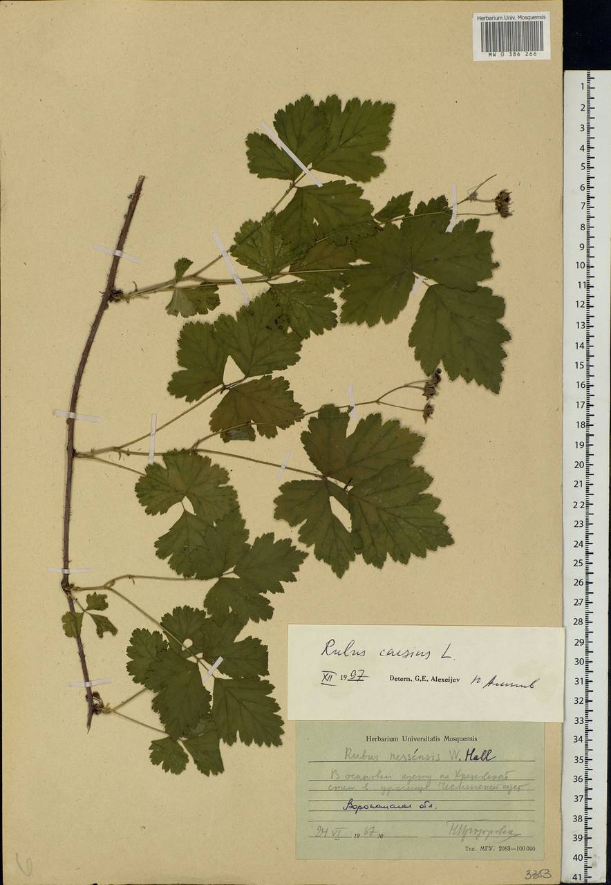 Rubus caesius L., Eastern Europe, Central forest-and-steppe region (E6) (Russia)
