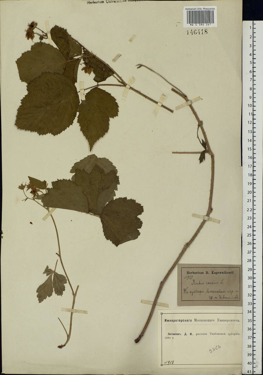Rubus caesius L., Eastern Europe, Central forest-and-steppe region (E6) (Russia)