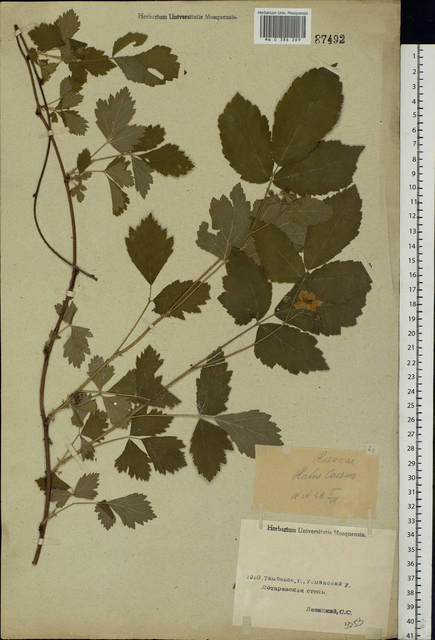 Rubus caesius L., Eastern Europe, Central forest-and-steppe region (E6) (Russia)