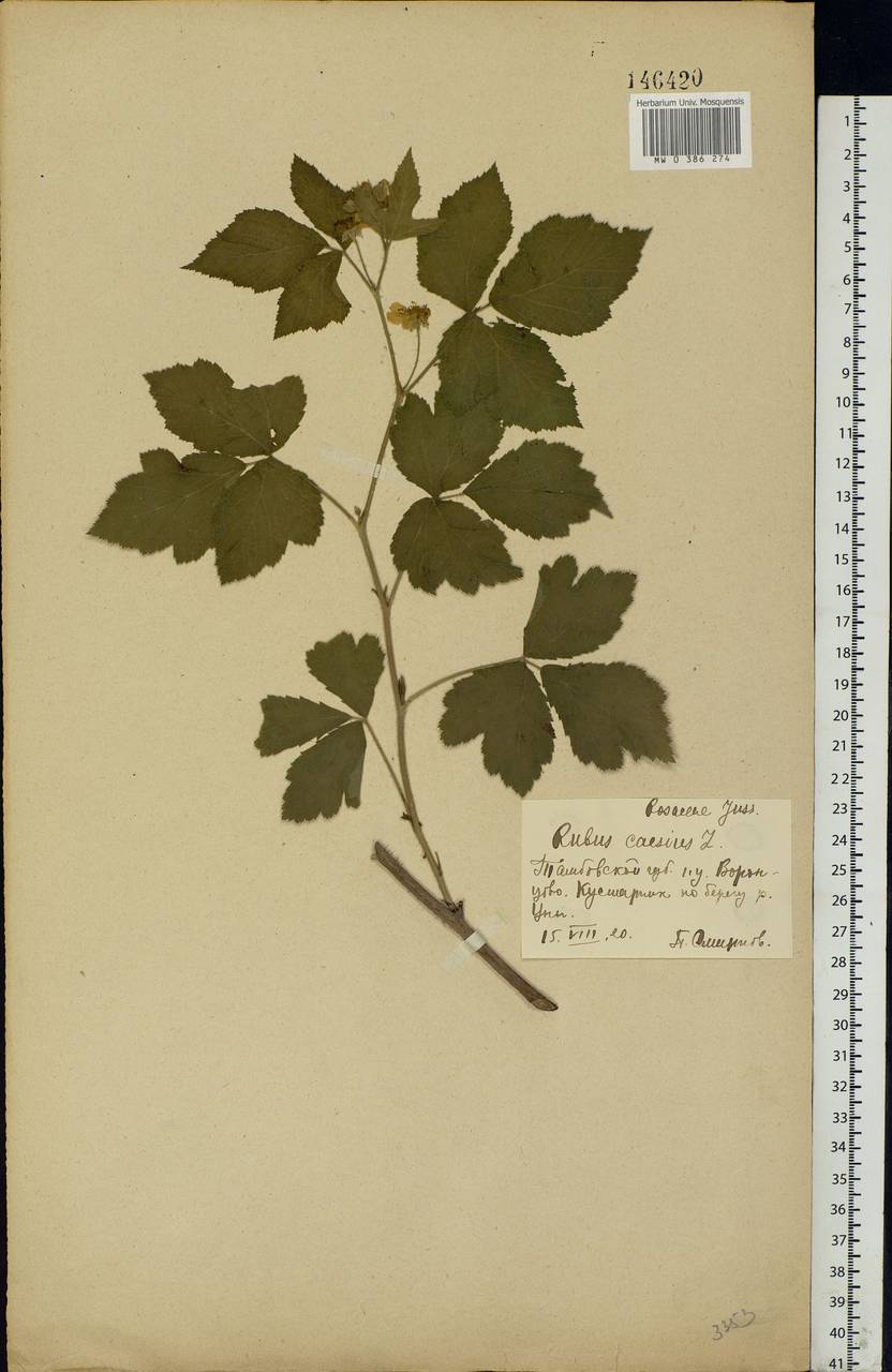Rubus caesius L., Eastern Europe, Central forest-and-steppe region (E6) (Russia)