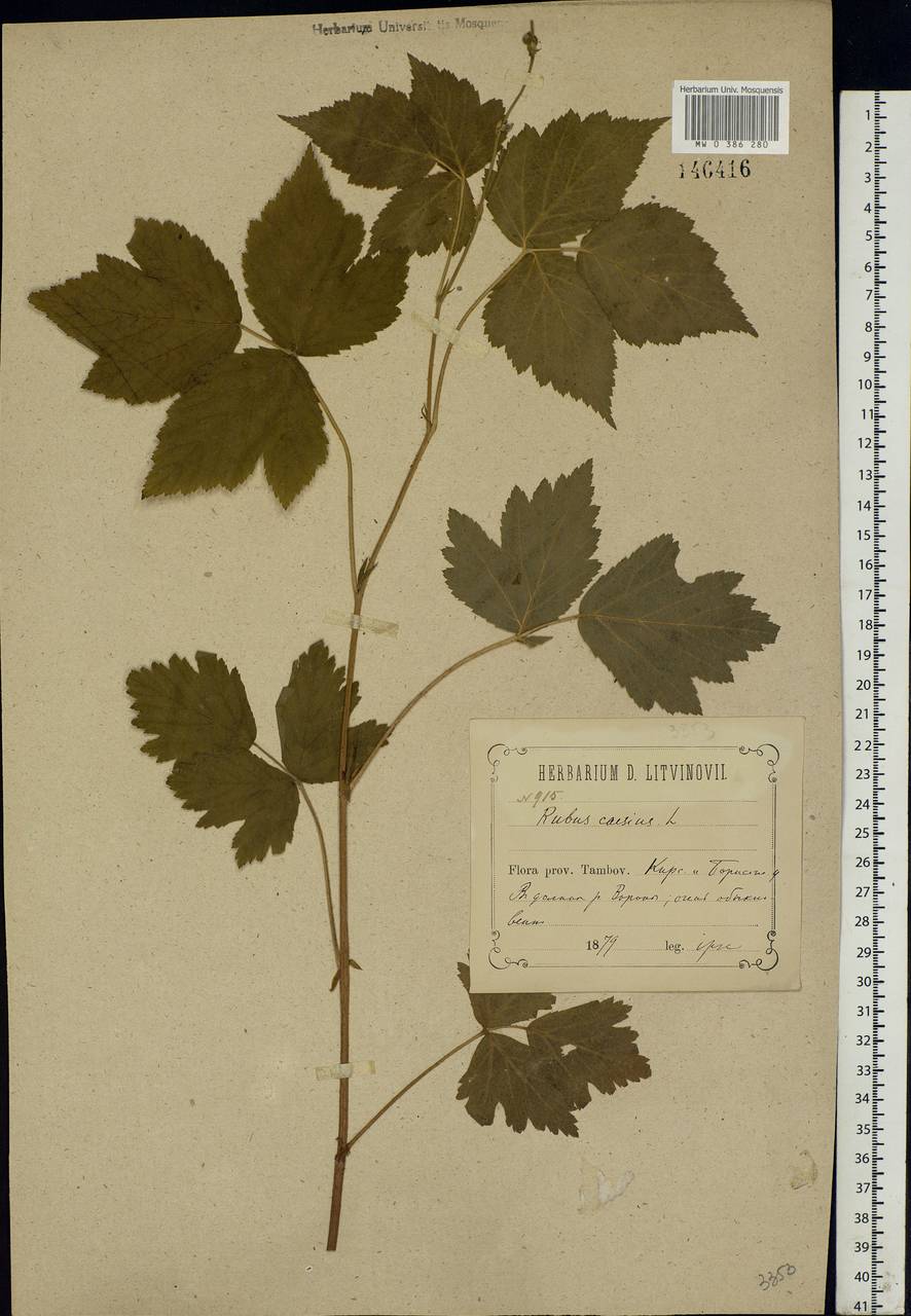 Rubus caesius L., Eastern Europe, Central forest-and-steppe region (E6) (Russia)