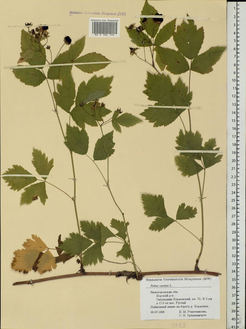 Rubus caesius L., Eastern Europe, Volga-Kama region (E7) (Russia)