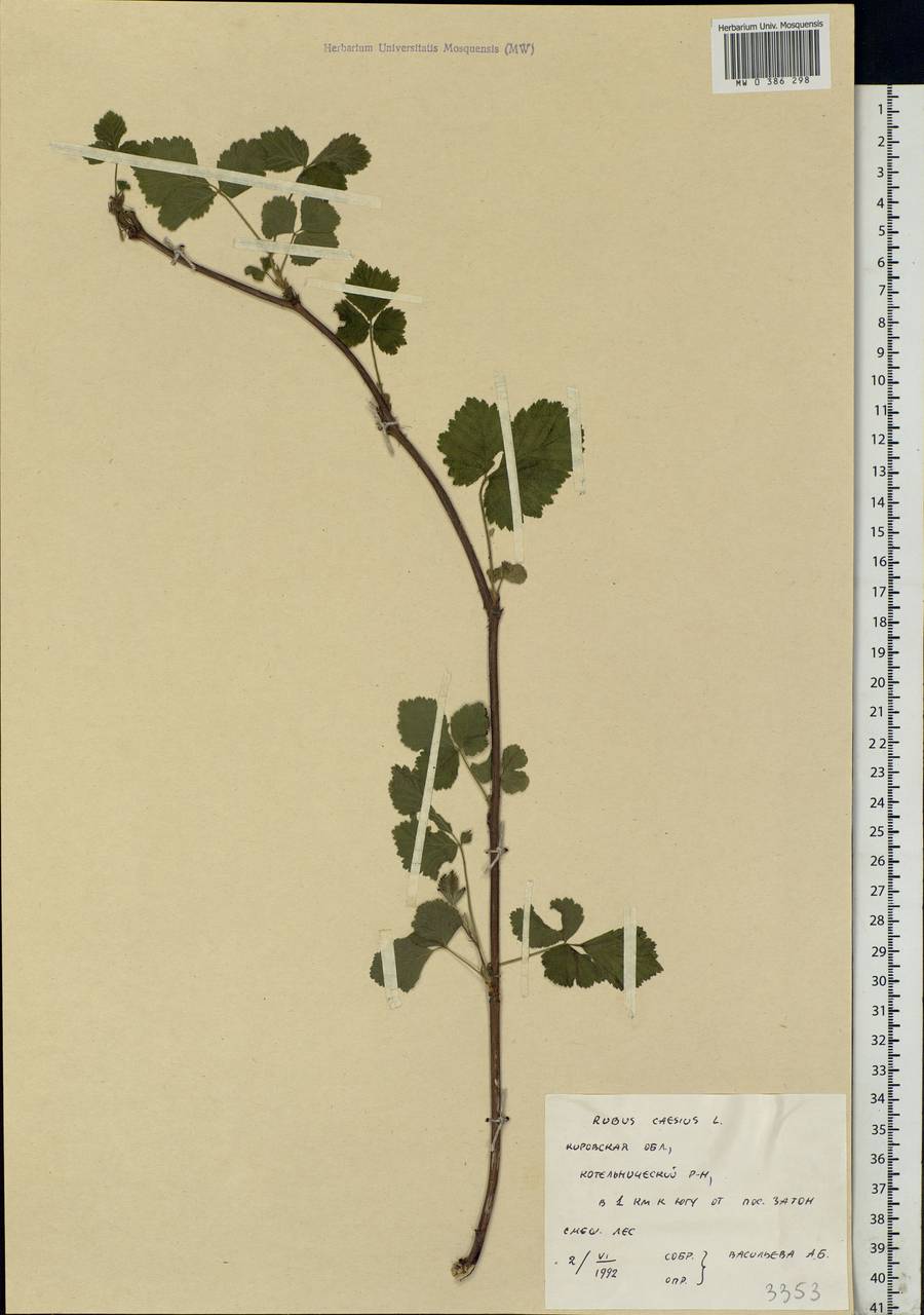 Rubus caesius L., Eastern Europe, Volga-Kama region (E7) (Russia)