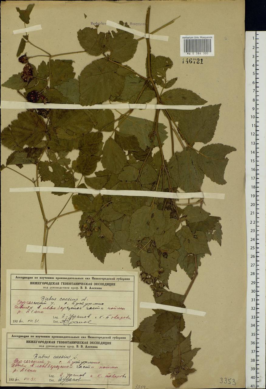 Rubus caesius L., Eastern Europe, Volga-Kama region (E7) (Russia)