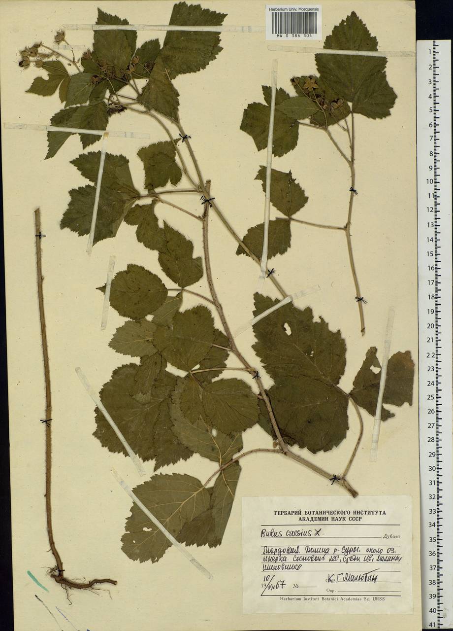 Rubus caesius L., Eastern Europe, Middle Volga region (E8) (Russia)